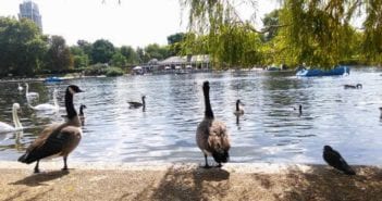 Hyde Park y Kensington Gardens: El parque más famoso de Londres hyde park londres