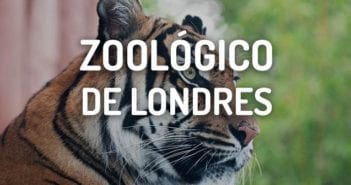 Zoológico de Londres: Información, Entradas y Horarios zoologico de londres tigre