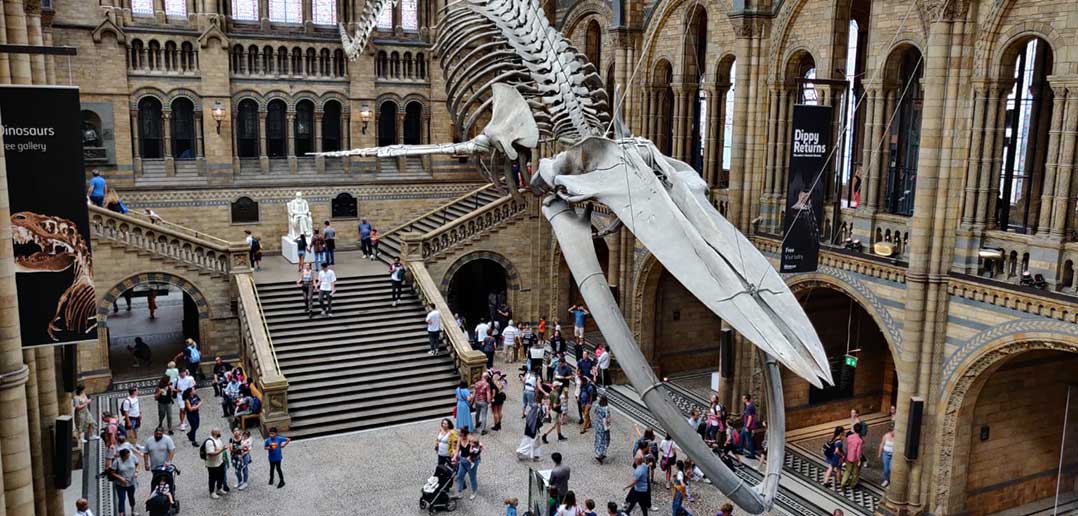 Museo Historia Natural Londres