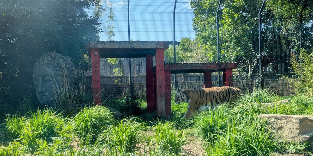 Chessington en Londres tigre