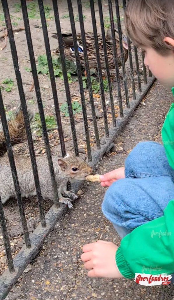 Londres con niños gratis dar de comer a las ardillas