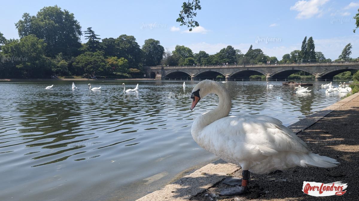 kensington gardens serpentine lake y puente